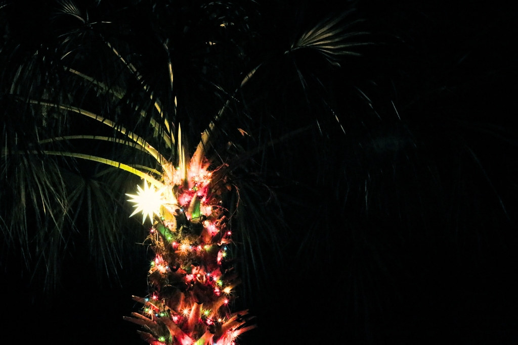 Decorated palm tree in the caribbean at christmas