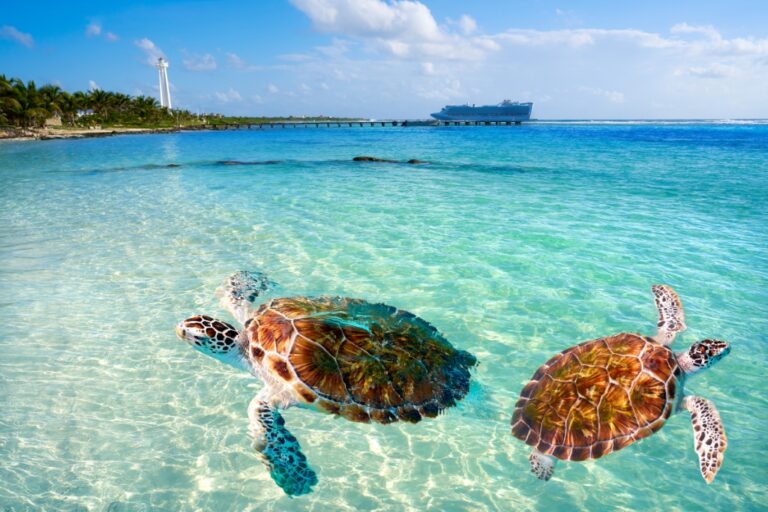 Cruise and stay holidays in the caribbean with cruise ship, green blue ocean and sea turtles swimming.