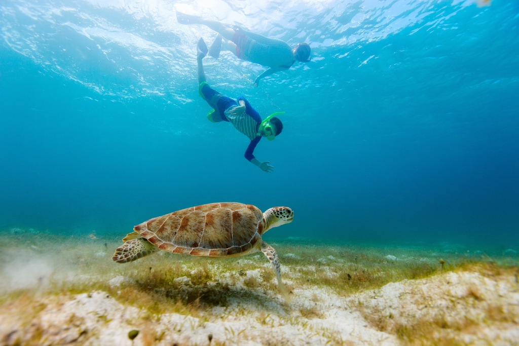 Family snorkelling with turtles in the sea on a caribbean holiday
