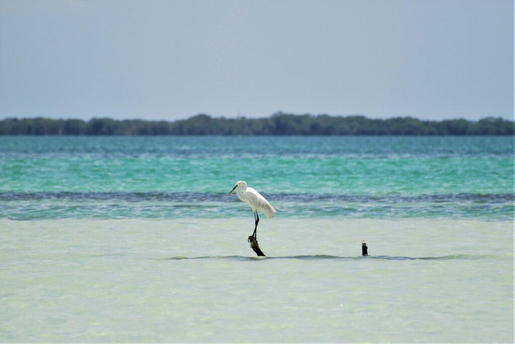 Isla Holbox shoreline and water view with bird perched on branch in the ocean