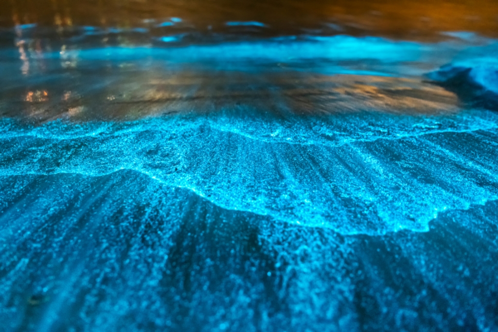 bioluminescent Bay Fajardo, Puerto Rico at night