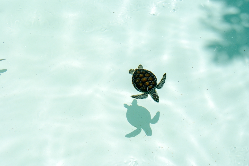 sea turtles at Tamarindo Beach